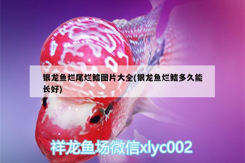 銀龍魚爛尾爛鰭圖片大全(銀龍魚爛鰭多久能長好) 銀龍魚爛尾爛鰭圖片大全(銀龍魚爛鰭多久能長好) 銀龍魚百科 第2張