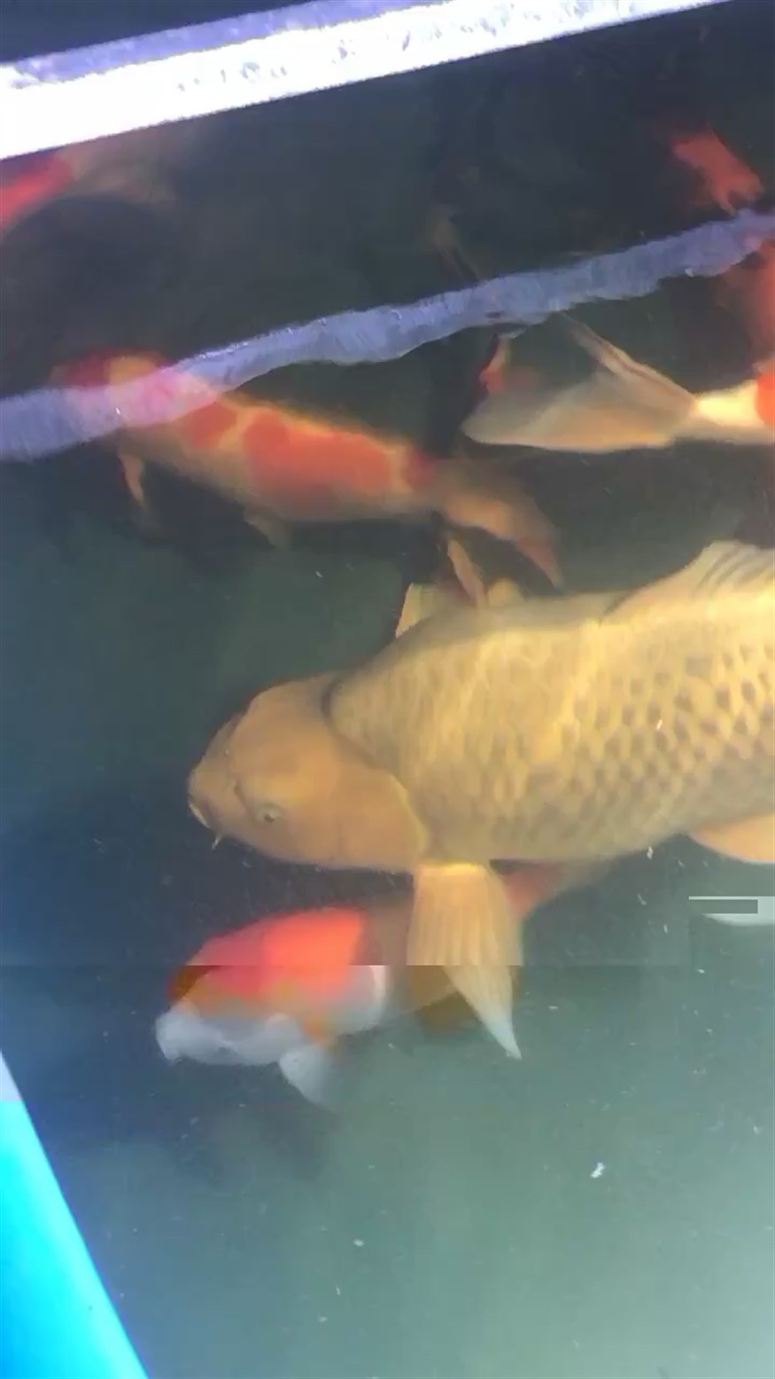 韓城水族館勤治百病