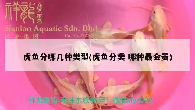 虎魚分哪幾種類型(虎魚分類哪種最會貴)