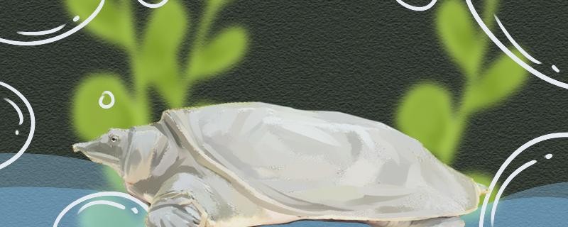 甲魚養(yǎng)多久才開始下蛋怎么才能下蛋