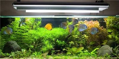 愛喜豆魚缸怎么樣：愛喜豆魚缸優點有哪些？ 愛喜豆魚缸怎么樣：愛喜豆魚缸優點有哪些？ 魚缸百科 第1張