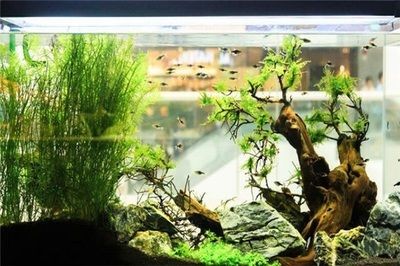 愛喜豆魚缸怎么樣：愛喜豆魚缸優點有哪些？ 愛喜豆魚缸怎么樣：愛喜豆魚缸優點有哪些？ 魚缸百科 第4張