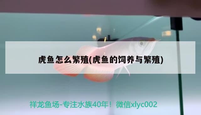 虎魚怎么繁殖(虎魚的飼養與繁殖)
