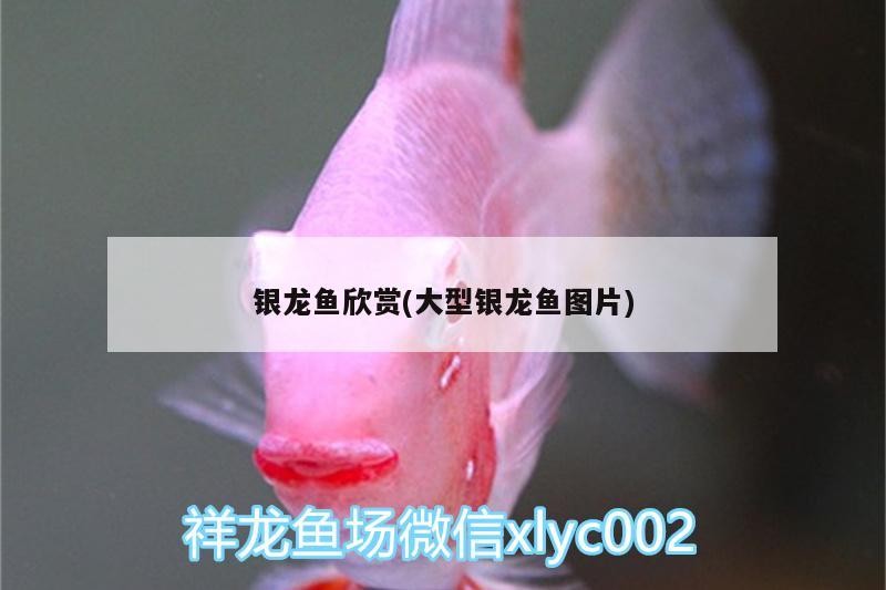 銀龍魚欣賞(大型銀龍魚圖片)