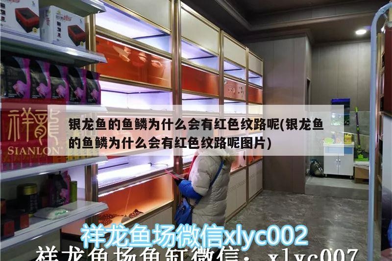 銀龍魚的魚鱗為什么會(huì)有紅色紋路呢(銀龍魚的魚鱗為什么會(huì)有紅色紋路呢圖片) 銀龍魚的魚鱗為什么會(huì)有紅色紋路呢(銀龍魚的魚鱗為什么會(huì)有紅色紋路呢圖片) 銀龍魚百科