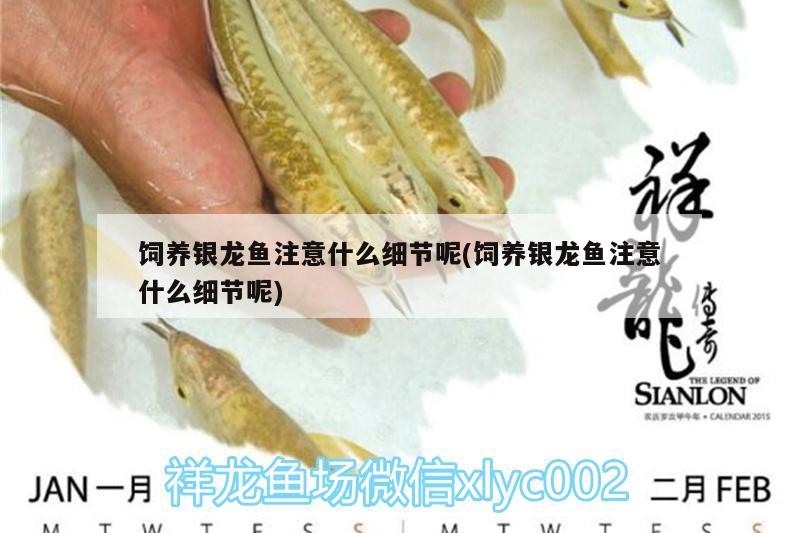 飼料 飼養(yǎng)銀龍魚注意什么細節(jié)呢(飼養(yǎng)銀龍魚注意什么細節(jié)呢) 銀龍魚百科 飼養(yǎng)銀龍魚注意什么細節(jié)呢(飼養(yǎng)銀龍魚注意什么細節(jié)呢) 飼養(yǎng)銀龍魚注意什么細節(jié)呢(飼養(yǎng)銀龍魚注意什么細節(jié)呢) 銀龍魚百科