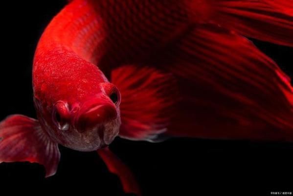 斗魚(yú)缸背景貼什么色：如何選擇斗魚(yú)缸背景