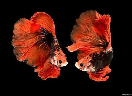 斗魚(yú)缸背景貼什么色：如何選擇斗魚(yú)缸背景