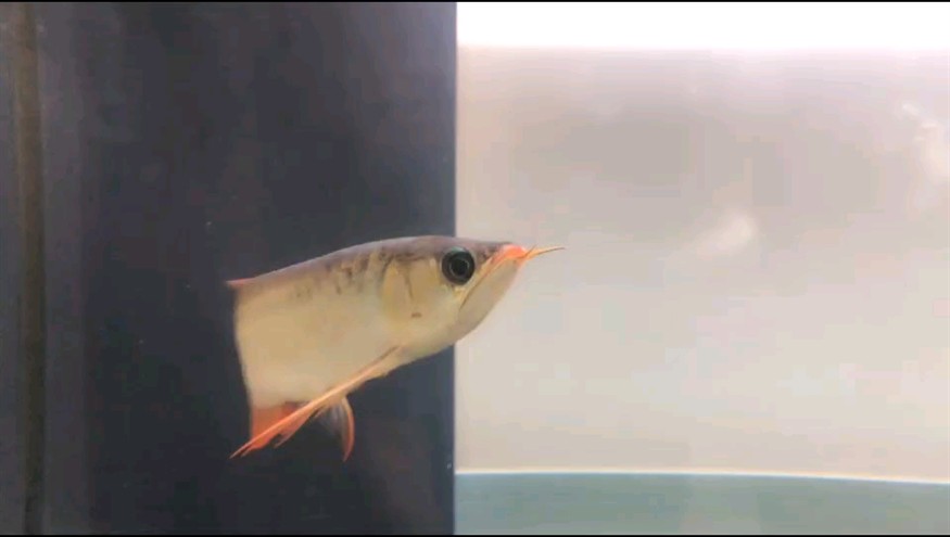 轉發182 轉發182 龍魚論壇