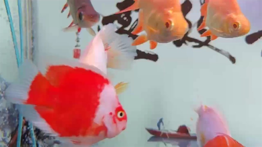 養(yǎng)魚佬的日常 養(yǎng)魚佬的日常 龍魚論壇