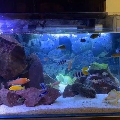 0.4米魚缸：0.4米魚缸尺寸、容量、容量、適用場景以及相關配件