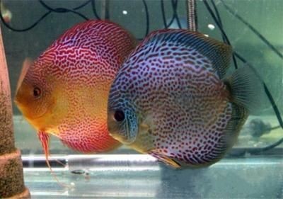 怎么防止金龍魚掉眼球呢(銀龍魚怎么防止掉眼)