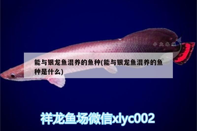 能與銀龍魚混養的魚種(能與銀龍魚混養的魚種是什么)