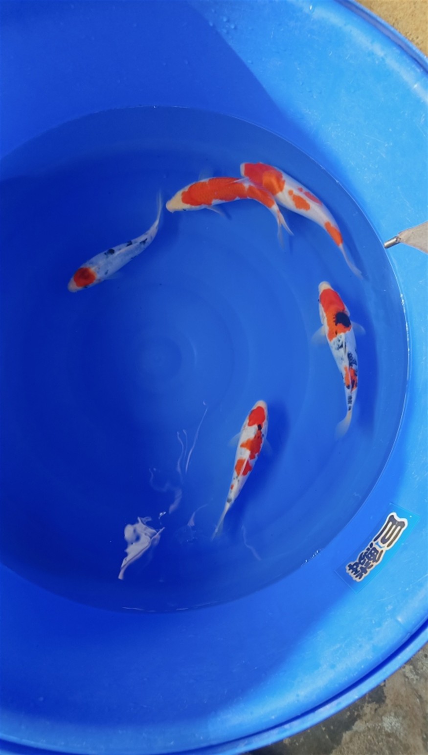 早上好，好運錦鯉