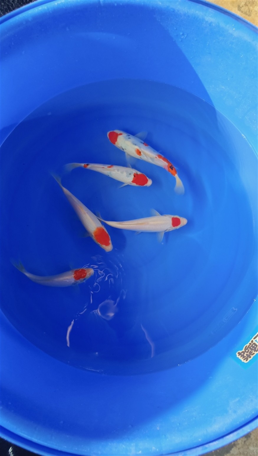 早上好，好運錦鯉