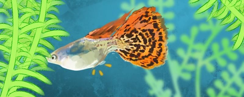 孔雀魚什么樣是要下小崽了下崽需要多長時間