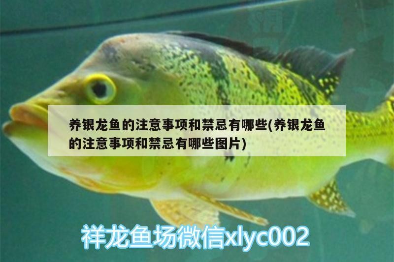 養(yǎng)銀龍魚的注意事項和禁忌有哪些(養(yǎng)銀龍魚的注意事項和禁忌有哪些圖片)