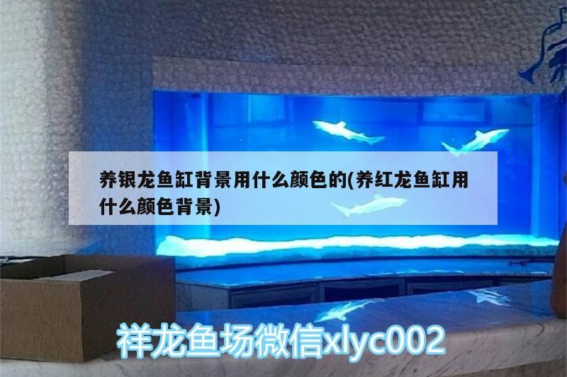 養(yǎng)銀龍魚缸背景用什么顏色的(養(yǎng)紅龍魚缸用什么顏色背景)