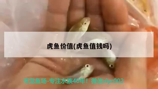虎魚價值(虎魚值錢嗎)