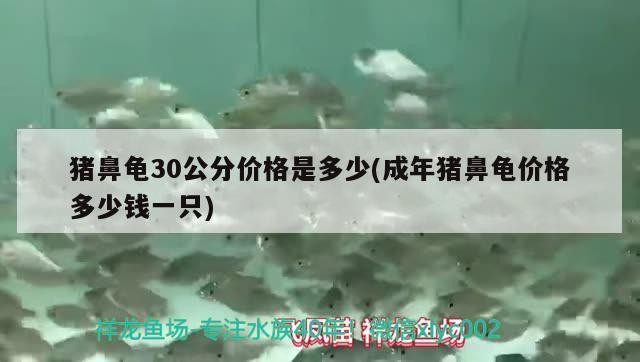 豬鼻龜30公分價格是多少(成年豬鼻龜價格多少錢一只) 豬鼻龜30公分價格是多少(成年豬鼻龜價格多少錢一只) 豬鼻龜百科