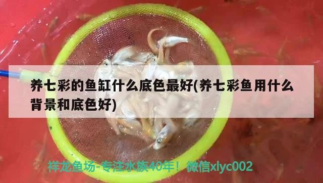 養七彩的魚缸什么底色最好(養七彩魚用什么背景和底色好)