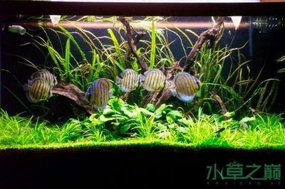 大型魚缸魚怎么搭配好看視頻：如何搭配魚缸中的觀賞魚