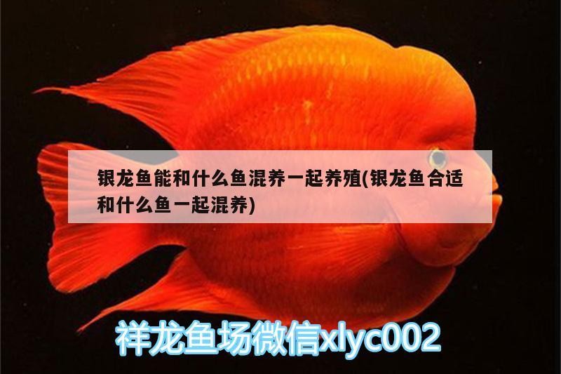 銀龍魚能和什么魚混養一起養殖(銀龍魚合適和什么魚一起混養) 銀龍魚能和什么魚混養一起養殖(銀龍魚合適和什么魚一起混養) 銀龍魚百科