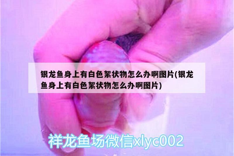 銀龍魚身上有白色絮狀物怎么辦啊圖片(銀龍魚身上有白色絮狀物怎么辦啊圖片)