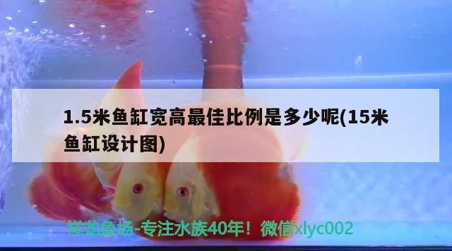 1.5米魚缸寬高最佳比例是多少呢(15米魚缸設計圖)