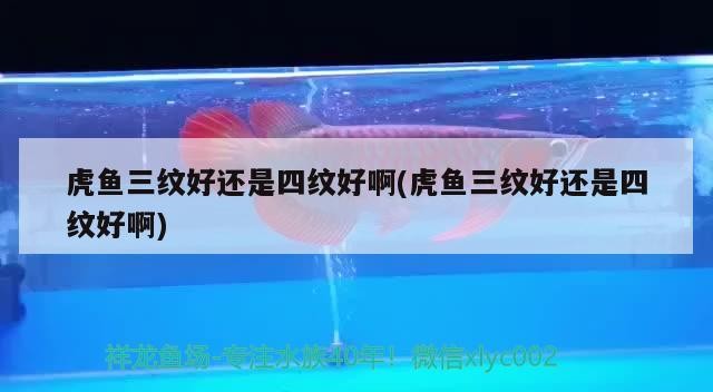 虎魚三紋好還是四紋好啊(虎魚三紋好還是四紋好啊)