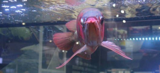 印尼小紅龍魚怎么挑選品種的魚：印尼小紅龍魚挑選指南