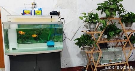 成品魚缸上濾槽太?。喝绾谓鉀Q魚缸上濾槽太小的問題