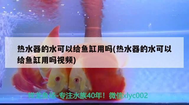 我的虎魚真菌感染了要怎么處理 熱水器的水可以給魚缸用嗎(熱水器的水可以給魚缸用嗎視頻) 紅龍魚百科 熱水器的水可以給魚缸用嗎(熱水器的水可以給魚缸用嗎視頻) 熱水器的水可以給魚缸用嗎(熱水器的水可以給魚缸用嗎視頻) 紅龍魚百科