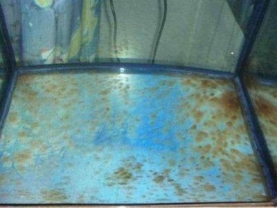 除魚缸褐藻的最好辦法：人工手動清除魚缸褐藻的最佳辦法及去除魚缸褐藻的方法