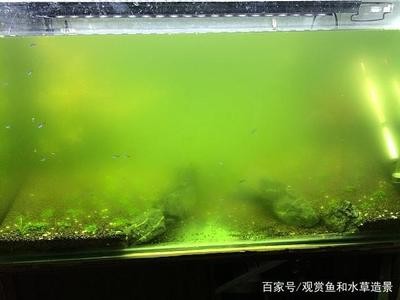 鹽水消毒魚缸要多久(魚缸鹽水消毒方法鹽什么放)