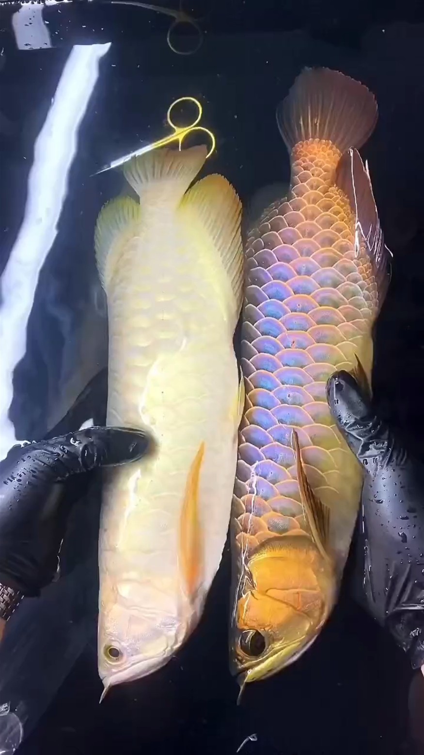 【同一個時間養出來的兩種表現】