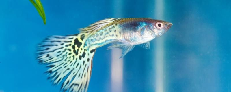 孔雀魚水霉病的原因水霉病怎么治療 孔雀魚水霉病的原因水霉病怎么治療 紅龍魚百科