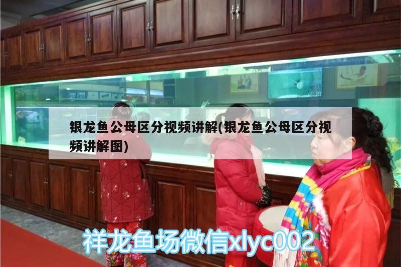 銀龍魚公母區分視頻講解(銀龍魚公母區分視頻講解圖)