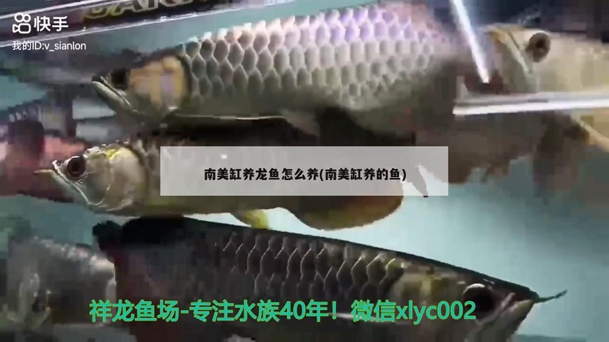 南美缸養龍魚怎么養(南美缸養的魚)
