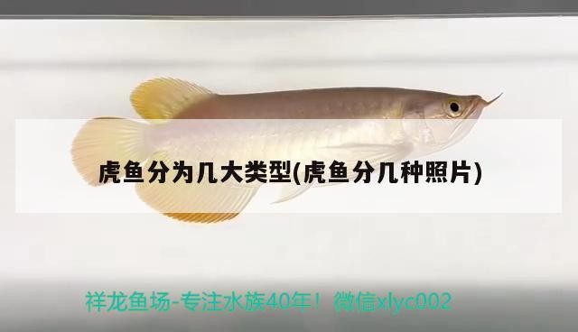 虎魚分為幾大類型(虎魚分幾種照片)