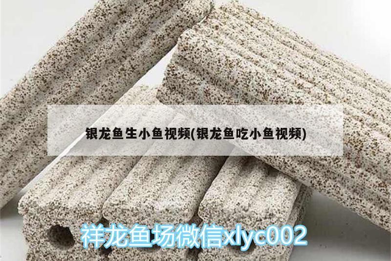 銀龍魚(yú)生小魚(yú)視頻(銀龍魚(yú)吃小魚(yú)視頻)