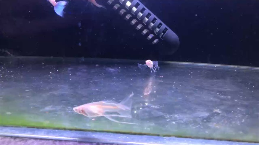 我的孔雀魚