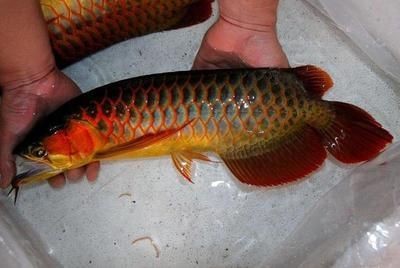 金龍魚在魚缸底下趴著不動是為什么