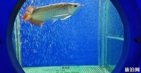 金龍魚在魚缸底下趴著不動是為什么