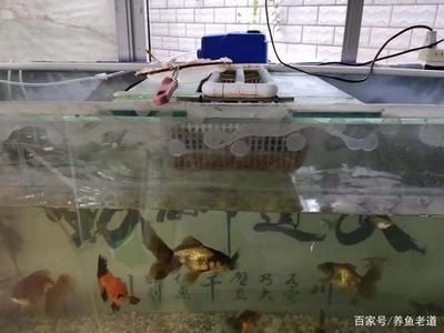玻璃膠補魚缸漏水：如何修補魚缸漏水問題