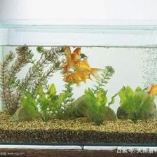 玻璃膠補魚缸漏水：如何修補魚缸漏水問題