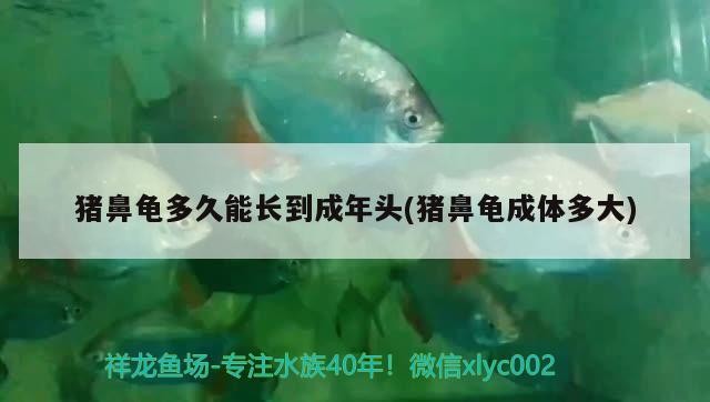 豬鼻龜多久能長到成年頭(豬鼻龜成體多大)