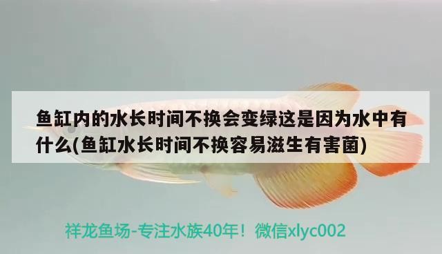 給大魚缸換水的作文:體驗給大魚缸換水的樂趣:體驗給大魚缸換水:給大魚缸換水的作文 魚缸內的水長時間不換會變綠這是因為水中有什么(魚缸水長時間不換容易滋生有害菌) 豬鼻龜百科 魚缸內的水長時間不換會變綠這是因為水中有什么(魚缸水長時間不換容易滋生有害菌) 魚缸內的水長時間不換會變綠這是因為水中有什么(魚缸水長時間不換容易滋生有害菌) 豬鼻龜百科