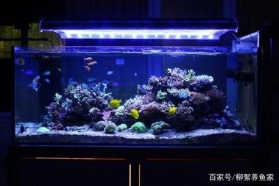 大型魚缸底部漏水用什么膠最好：大型魚缸底部漏水怎么辦？