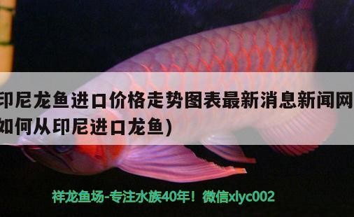 南充水族批發(fā)市場在哪里有賣的（誰知道寬甸裝修公司）